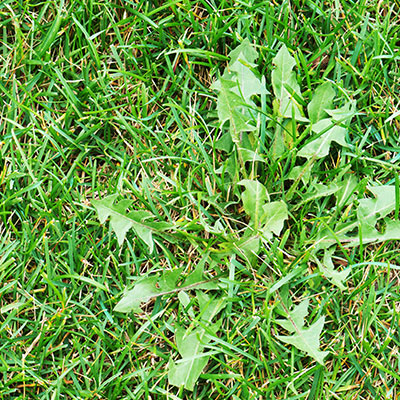 Placeholder Project Title 2